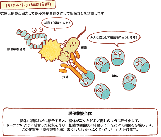 抗体の働き（細胞溶解）の図