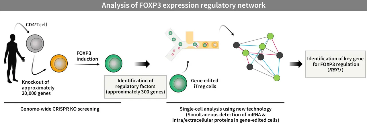 Scientific significance of regulatory T cells: Elucidation of networks controlling FOXP3 expession 