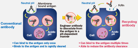 Effect of Recycling Antibody on Membrane-Bound Antigen