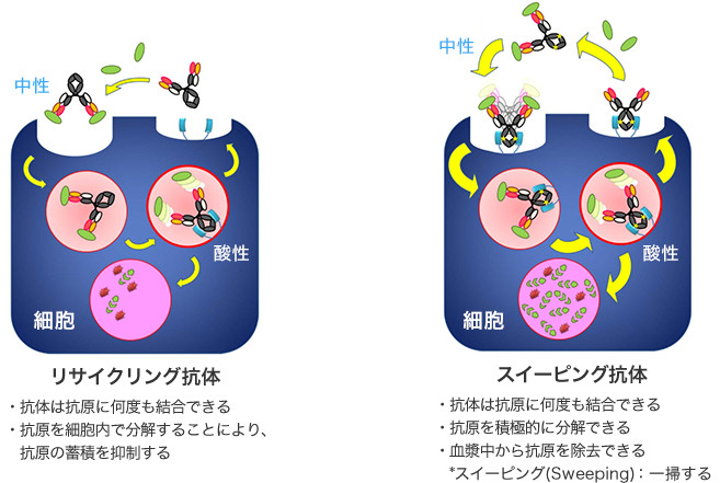 【リサイクリング抗体】 ・抗体は抗原に何度も結合できる ・抗原を細胞内で分解することにより、抗原の蓄積を抑制できる 【スイーピング抗体】 ・抗体は抗原に何度も結合できる ・抗原を積極的に分解できる ・血漿中から抗原を除去できる ＊スイーピング（Sweeping）：一掃する