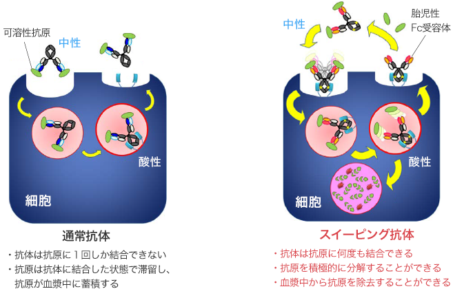 可溶性抗原(サイトカインなど)に対する「スイーピング抗体」の効果