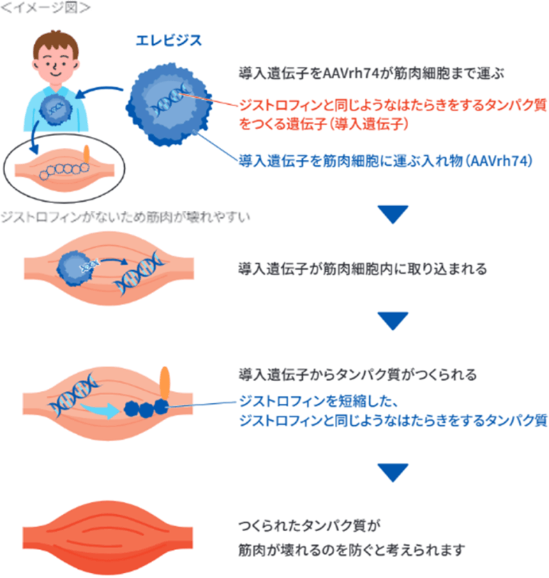 エレビジスの作用機序図。AAVrh74によって運ばれた導入遺伝子が筋肉細胞内に取り込まれ、ジストロフィンと同じようなはたらきをするタンパク質がつくられることで、筋肉が壊れるのを防ぐ流れを説明するイメージ図。