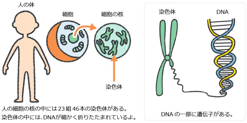 人体、染色体、DNAの解説図