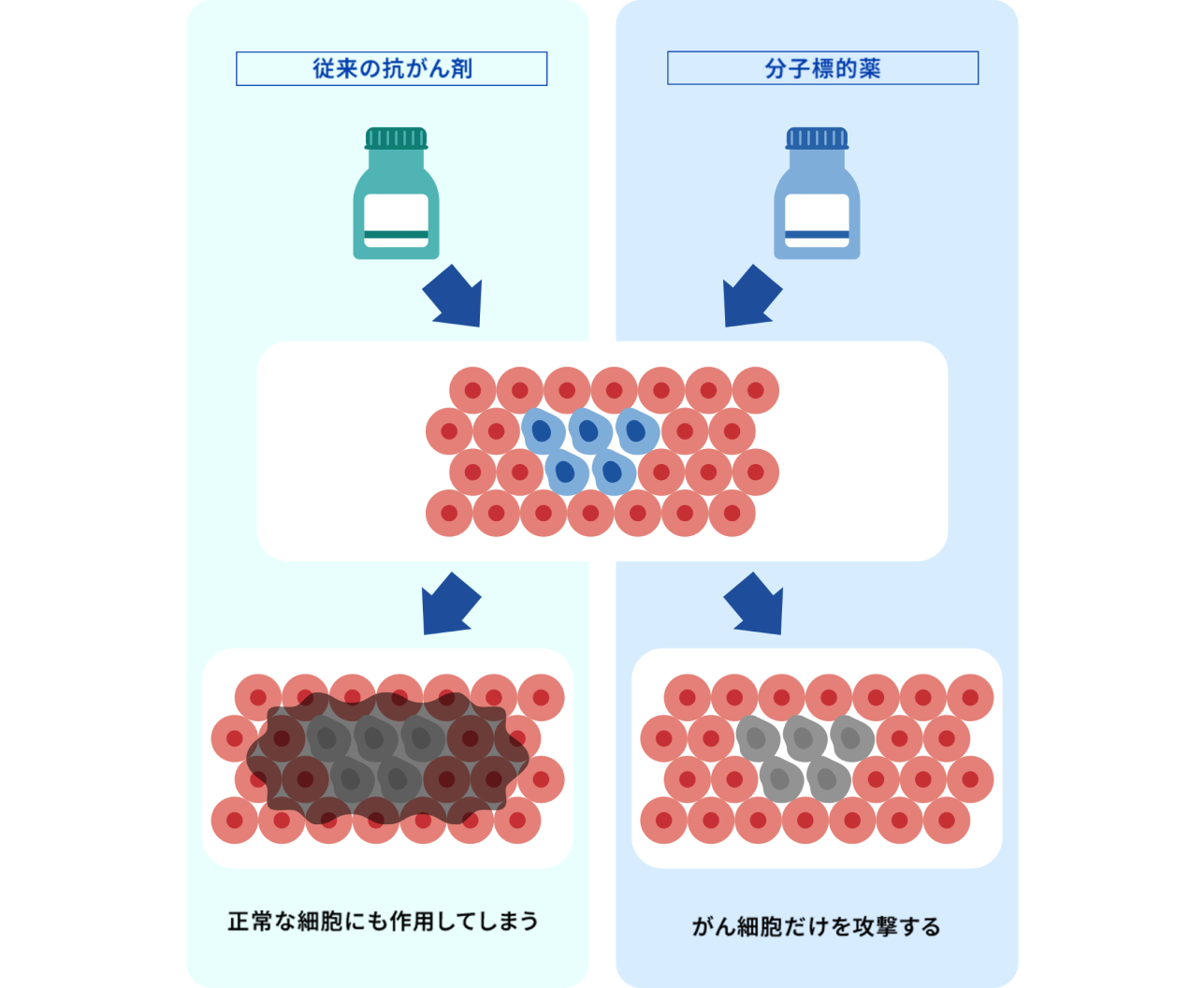 がん細胞だけでなく正常な細胞にも攻撃的に作用してしまう従来の薬と異なり、新しい種類の薬である分子標的薬は、がんに関わる特定の分子（主にタンパク質）を狙って攻撃するように設計されている