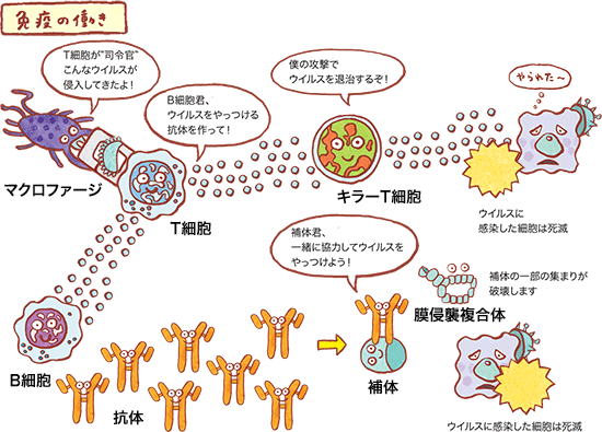 免疫の働きの図