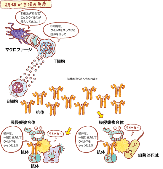 抗体が主役の免疫の図