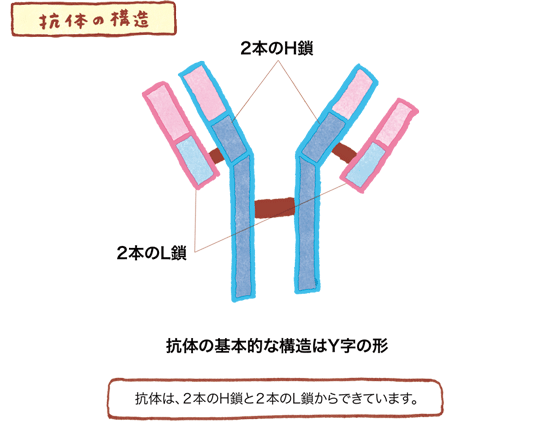 抗体の構造の図01