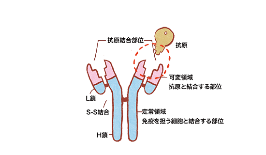 抗体の構造の図02