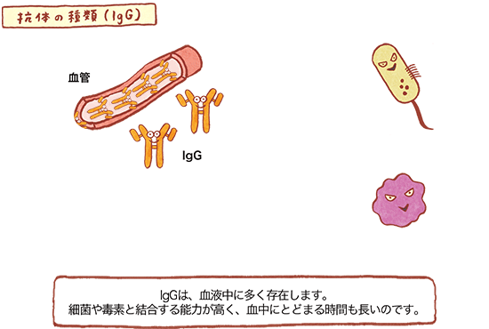 抗体の種類(IgG) の図