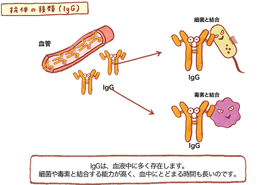 抗体の種類(IgG) の図