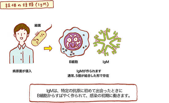 抗体の種類(IgM) の図