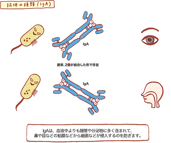 抗体の種類(IgA) の図
