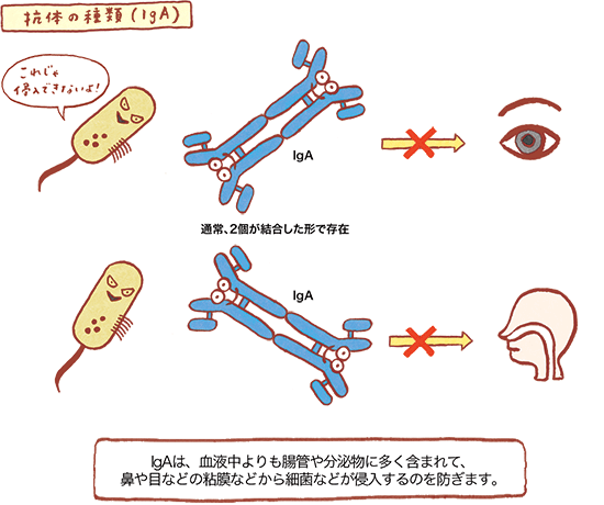 抗体の種類(IgA) の図