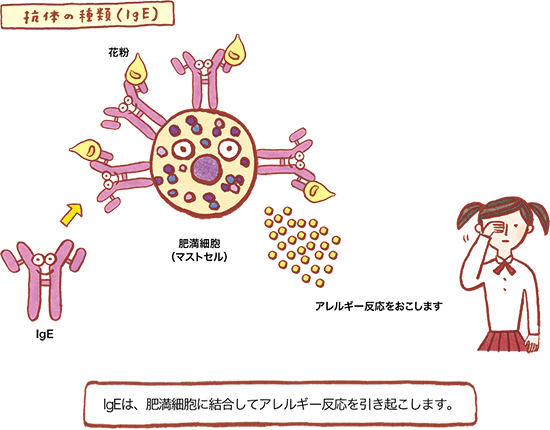 抗体の種類(IgE) の図