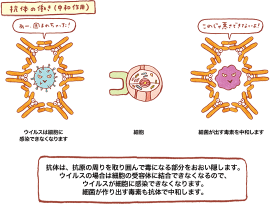 抗体の働き（中和作用）の図