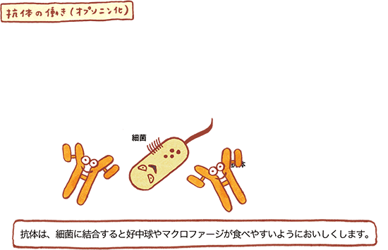 抗体の働き（オプソニン化）の図