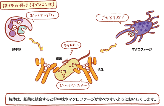 抗体の働き（オプソニン化）の図