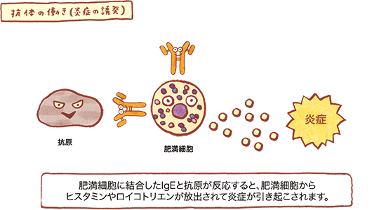 抗体の働き（炎症の誘発）の図