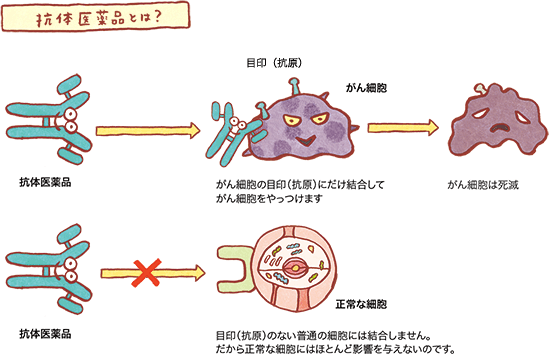 抗体医薬品とは？の図