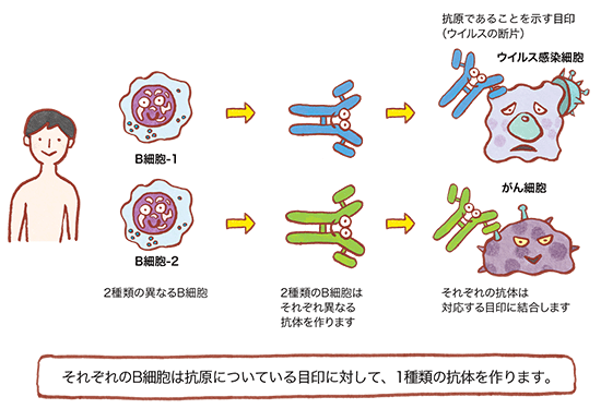 モノクローナル抗体とは？の図02