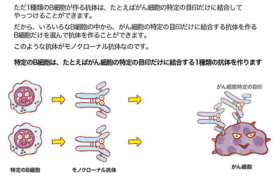 は と モノクローナル 抗体