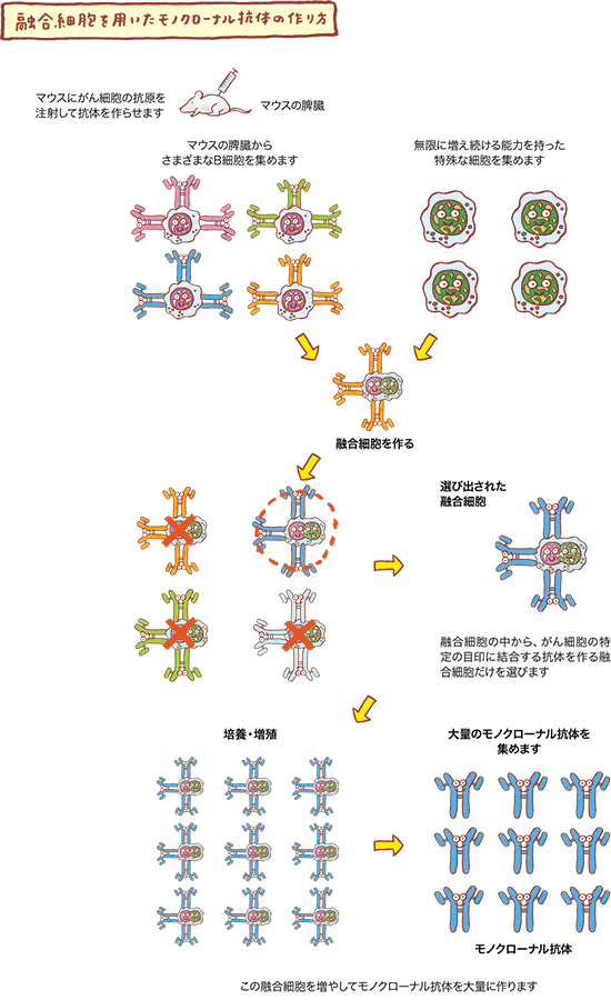融合細胞を用いたモノクローナル抗体の作り方の図