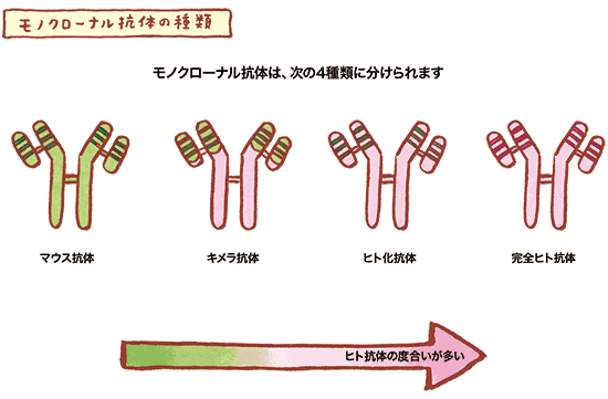 モノクローナル抗体の種類の図