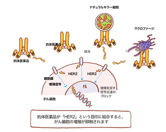モノクローナル抗体を使った抗体医薬品とは？｜バイオのはなし｜中外製薬