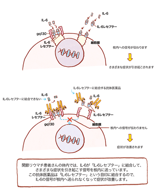 IL-6の信号伝達の図