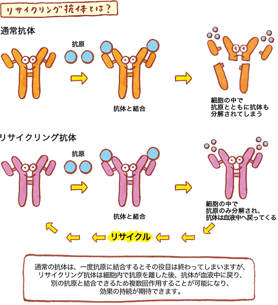 リサイクリング抗体の図