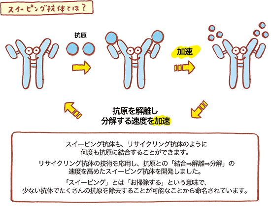 スイーピング抗体の図