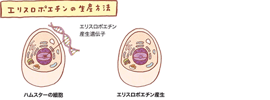 エリスロポエチンの生産方法の図