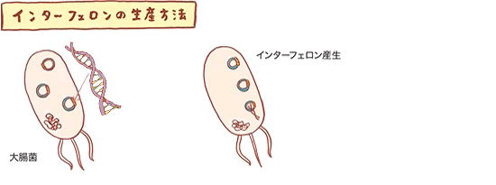 インターフェロンの生産方法の図