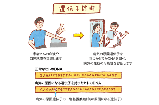 遺伝子診断の図　患者さんの血液や口腔粘膜を採取し、病気の原因遺伝子を持つかどうかDNAを調べて、病気の発症の可能絵師を診断します。