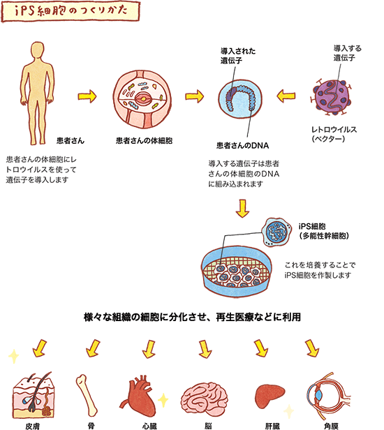 iPS細胞のつくりかたの図