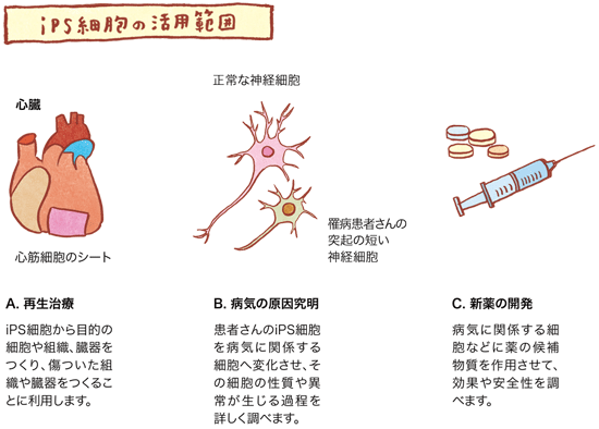 iPS細胞の活用範囲の図