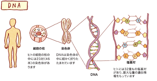DNAの図
