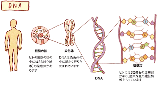 DNAとは？｜バイオのはなし｜中外製薬