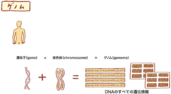 ゲノムの図