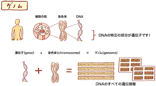 Dna 違い 染色体