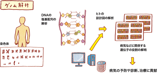 ゲノム解析の図