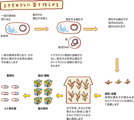 中外製薬