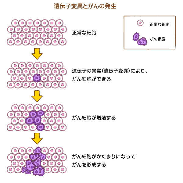 「遺伝子変異とがんの発生」の解説図