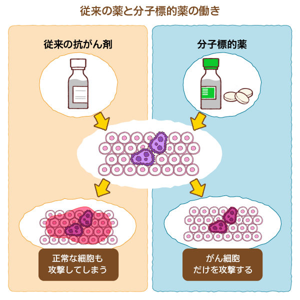「従来の抗がん剤と分子標的薬の働き」の解説図