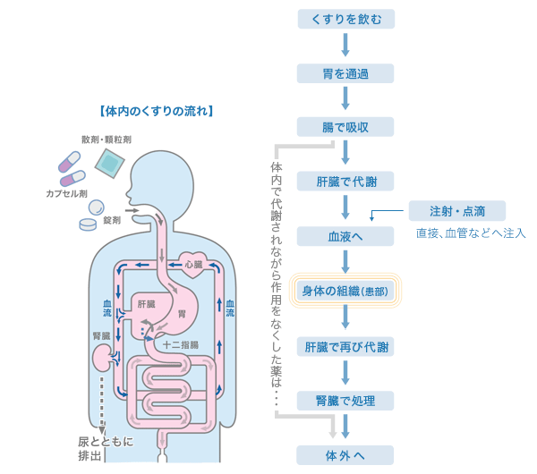 体内のくすりの流れ