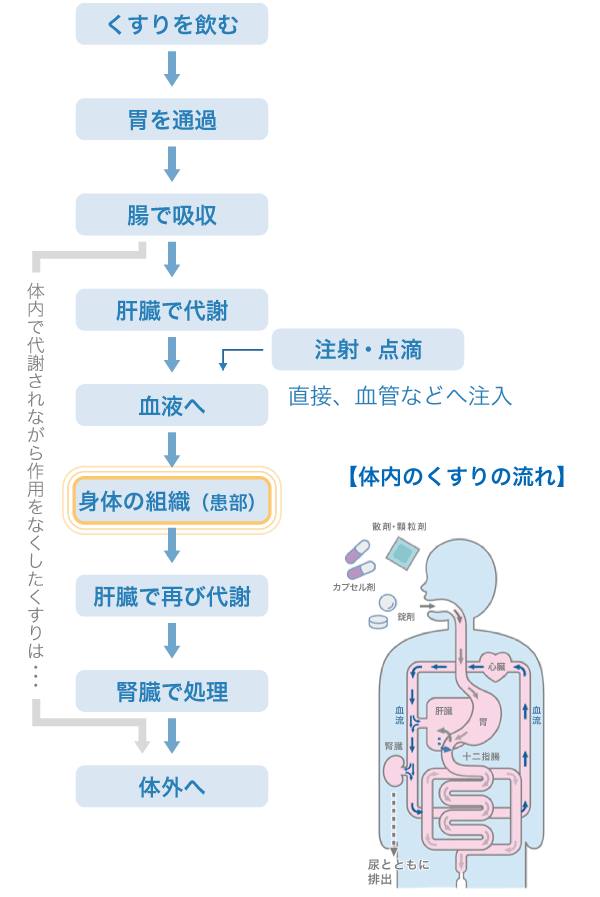 くすりが患部に届くまで からだとくすりのはなし 中外製薬