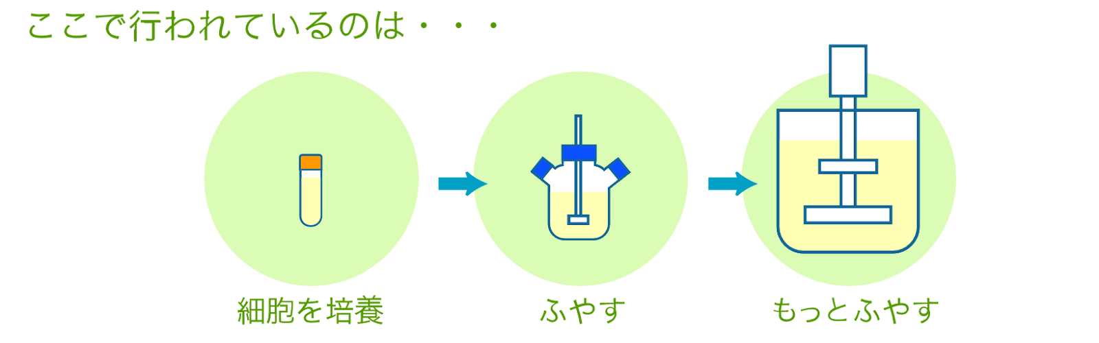 ここで行われているのは・・・「細胞を培養→ふやす→もっとふやす」