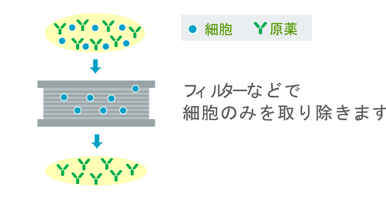 フィルターなどで細胞のみを取り除きます