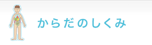 からだのしくみ