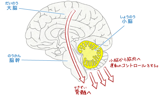 脳のしくみ